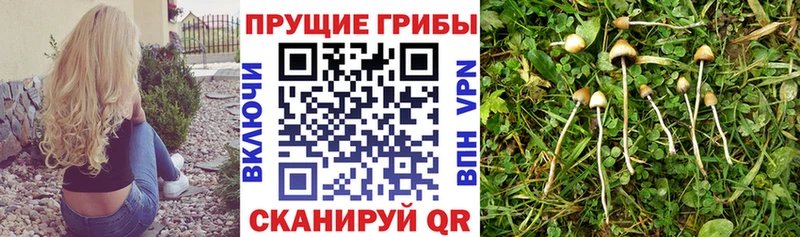 Галлюциногенные грибы Psilocybe  OMG вход  Бежецк 